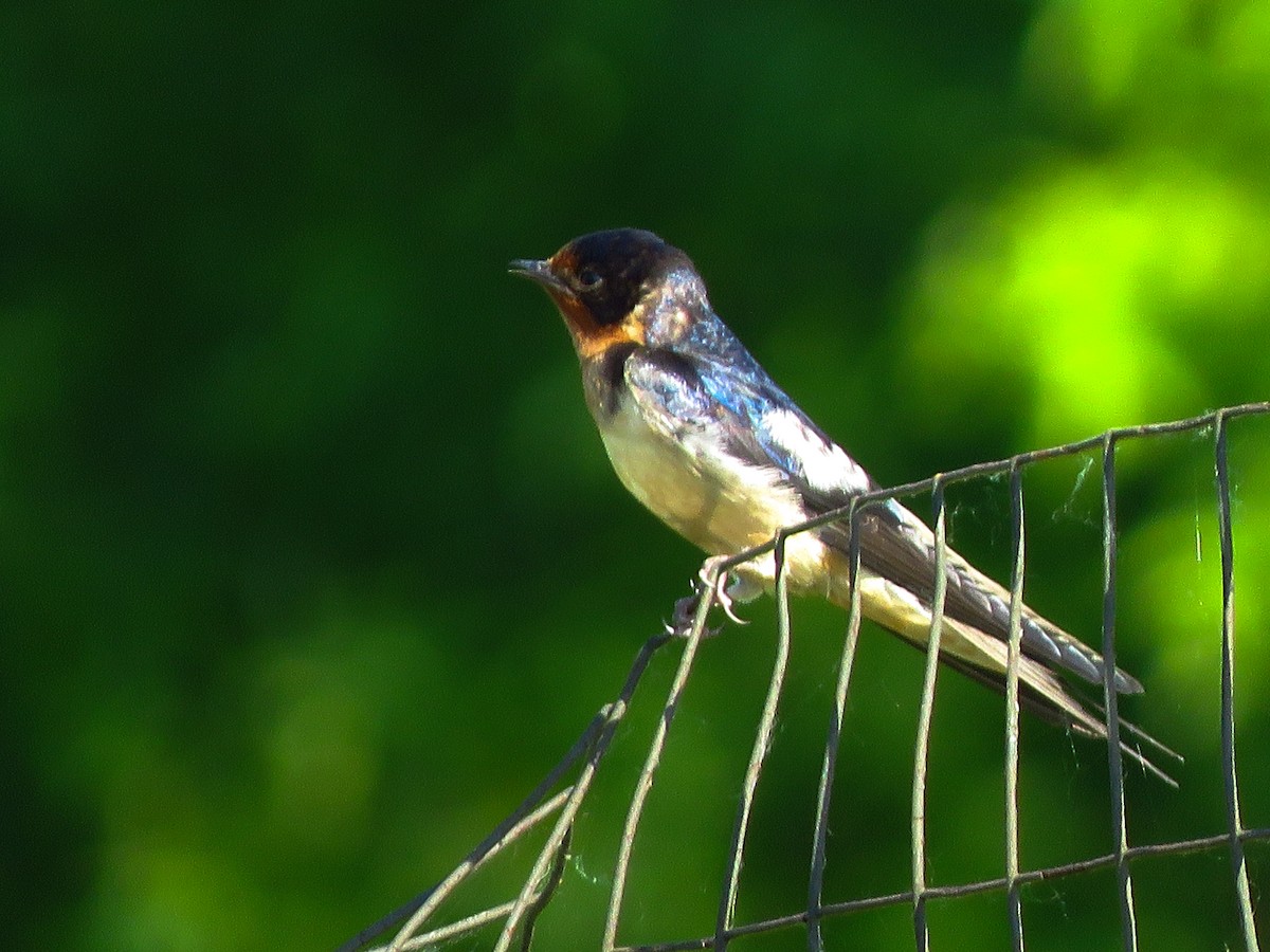 Barn Swallow - ML165985431