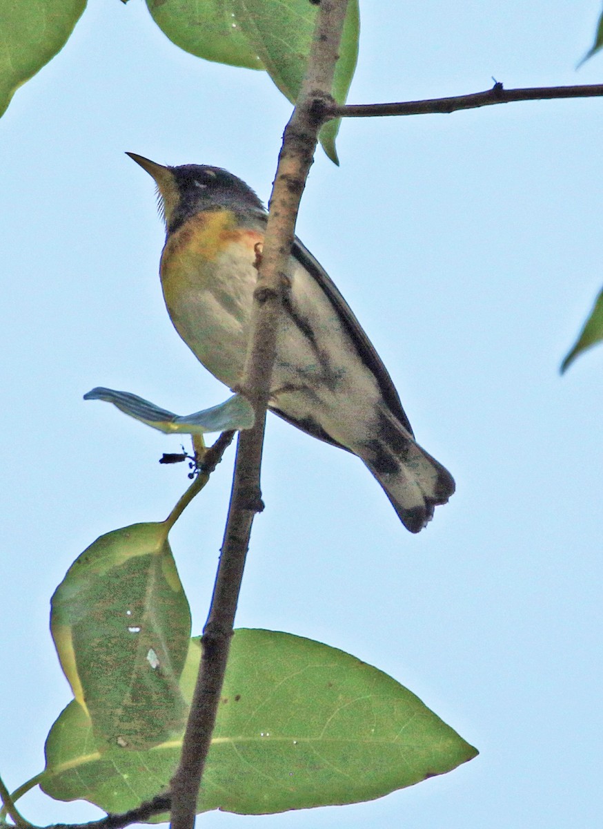 Parula Norteña - ML165987521