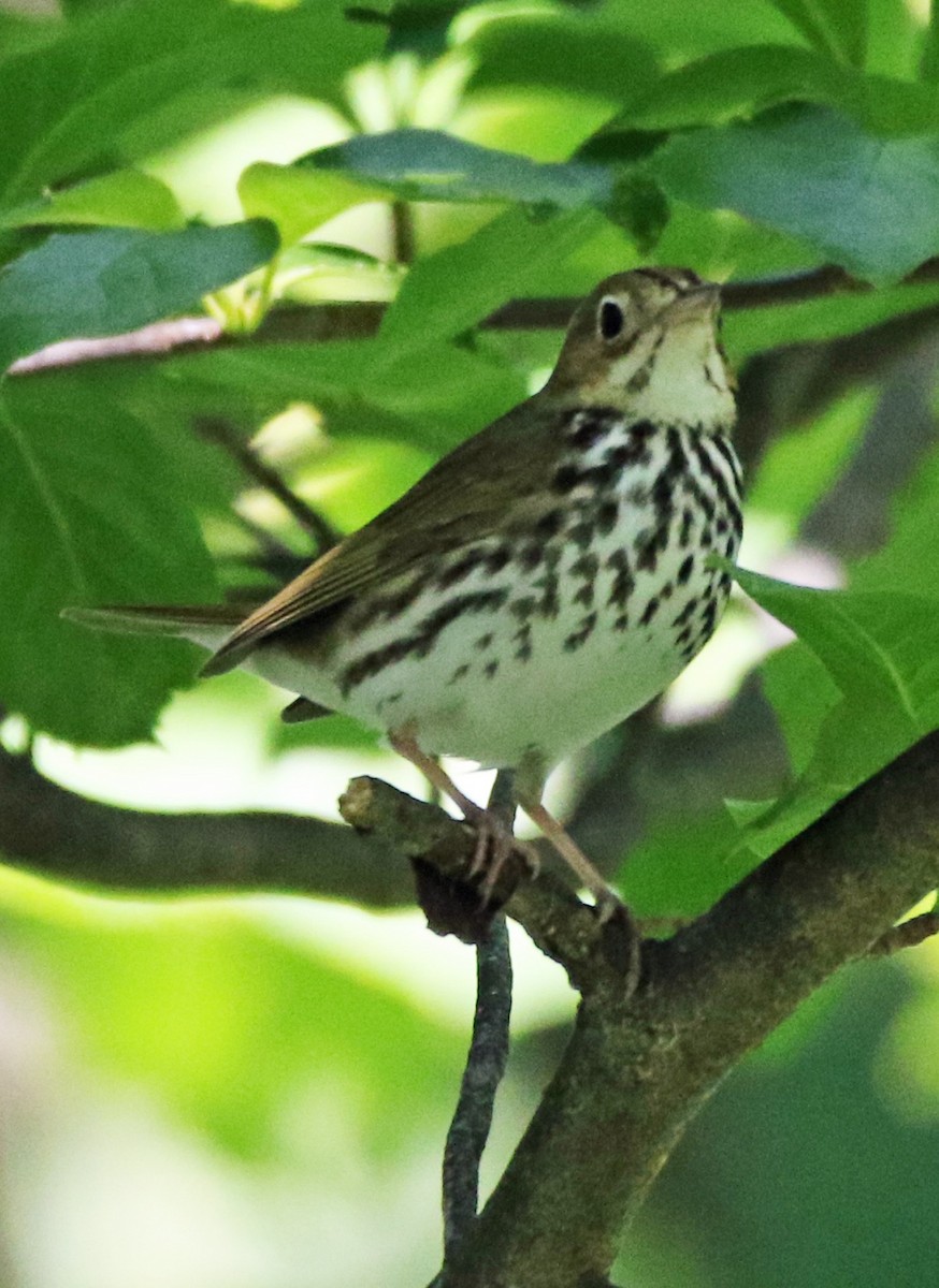 Ovenbird - ML165987671