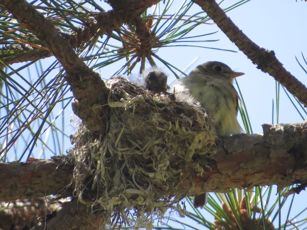 Least Flycatcher - ML165988761