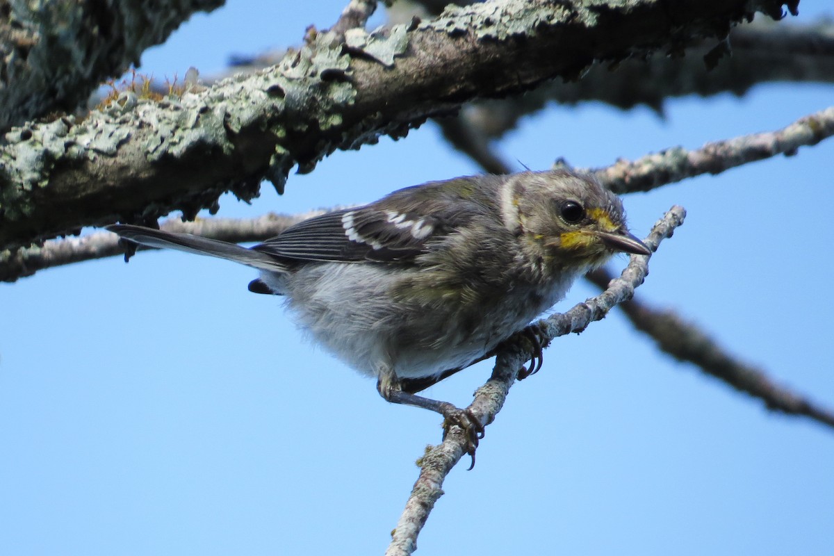 Golden-cheeked Warbler - ML165990651