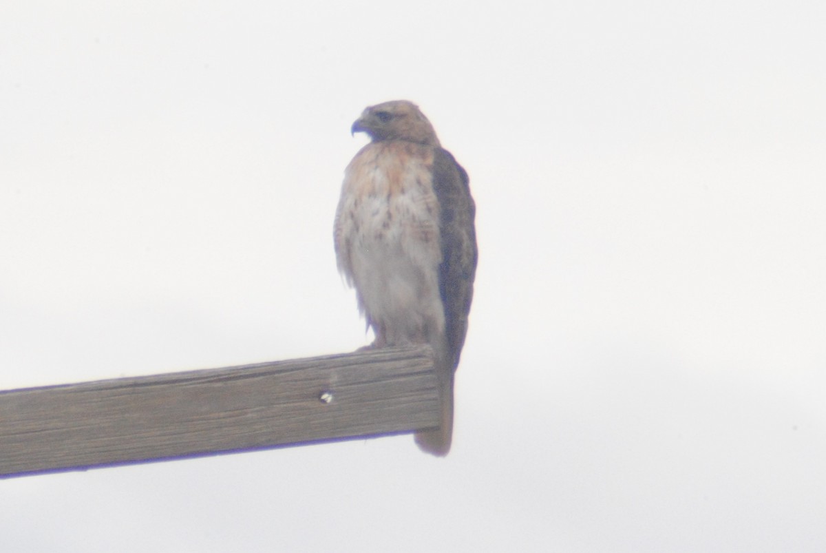 Red-tailed Hawk (calurus/alascensis) - ML165990801