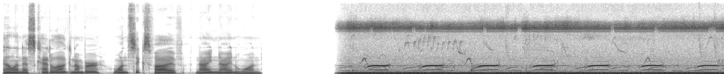 Buteo sp. - ML165991