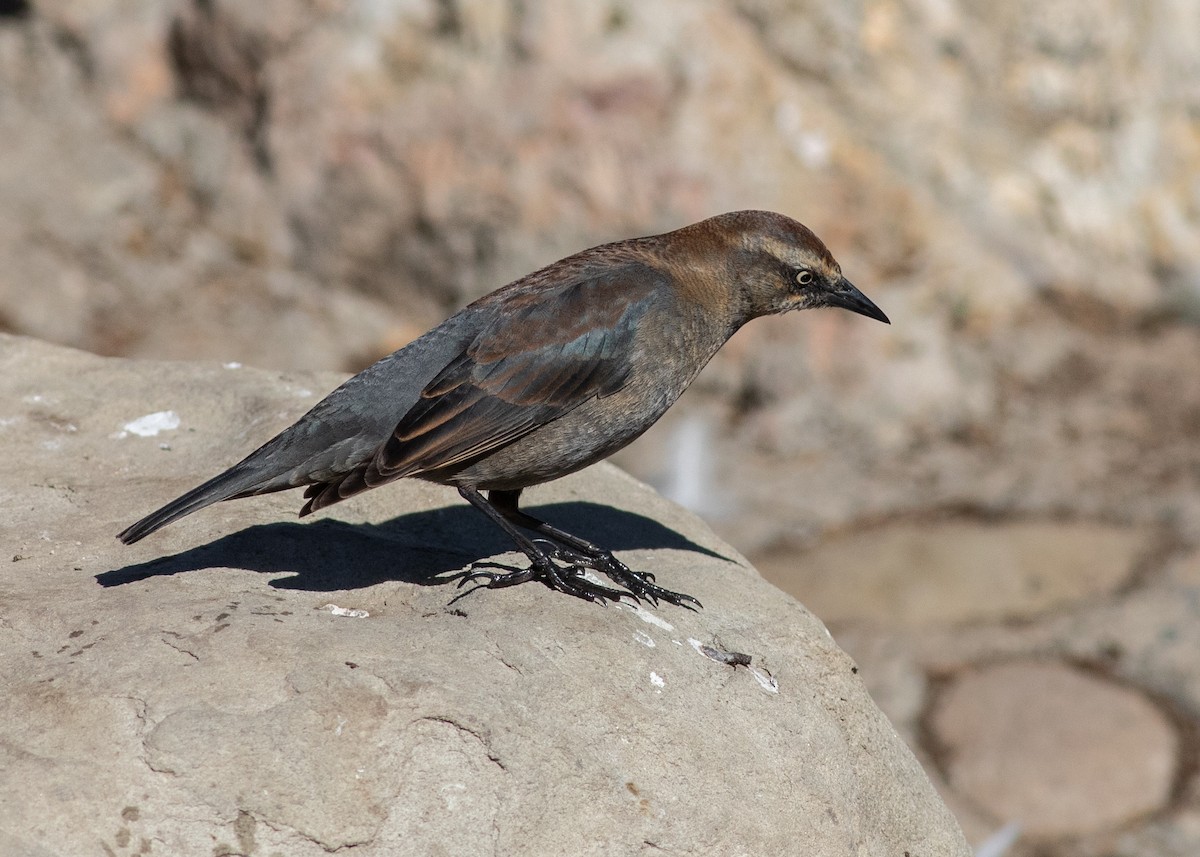 Rusty Blackbird - ML165994451