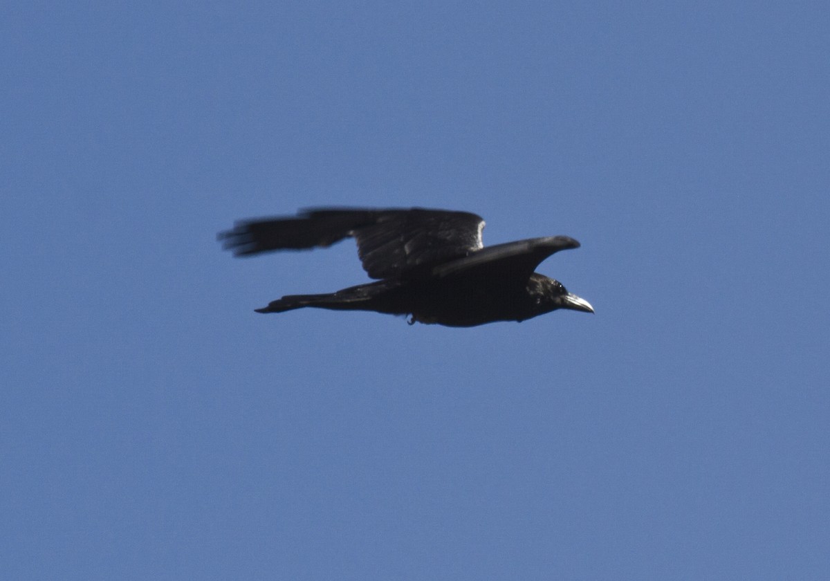 Common Raven - ML165995051