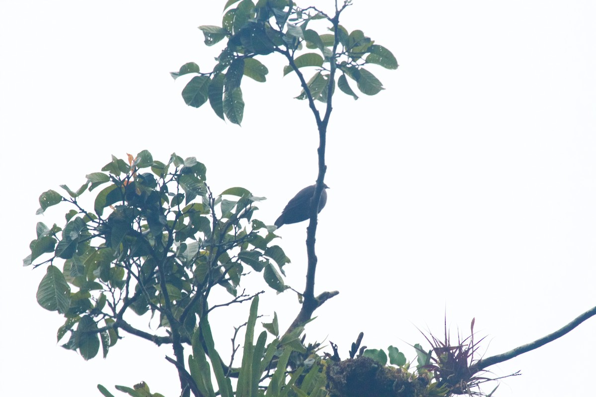 Short-billed Pigeon - ML165995171