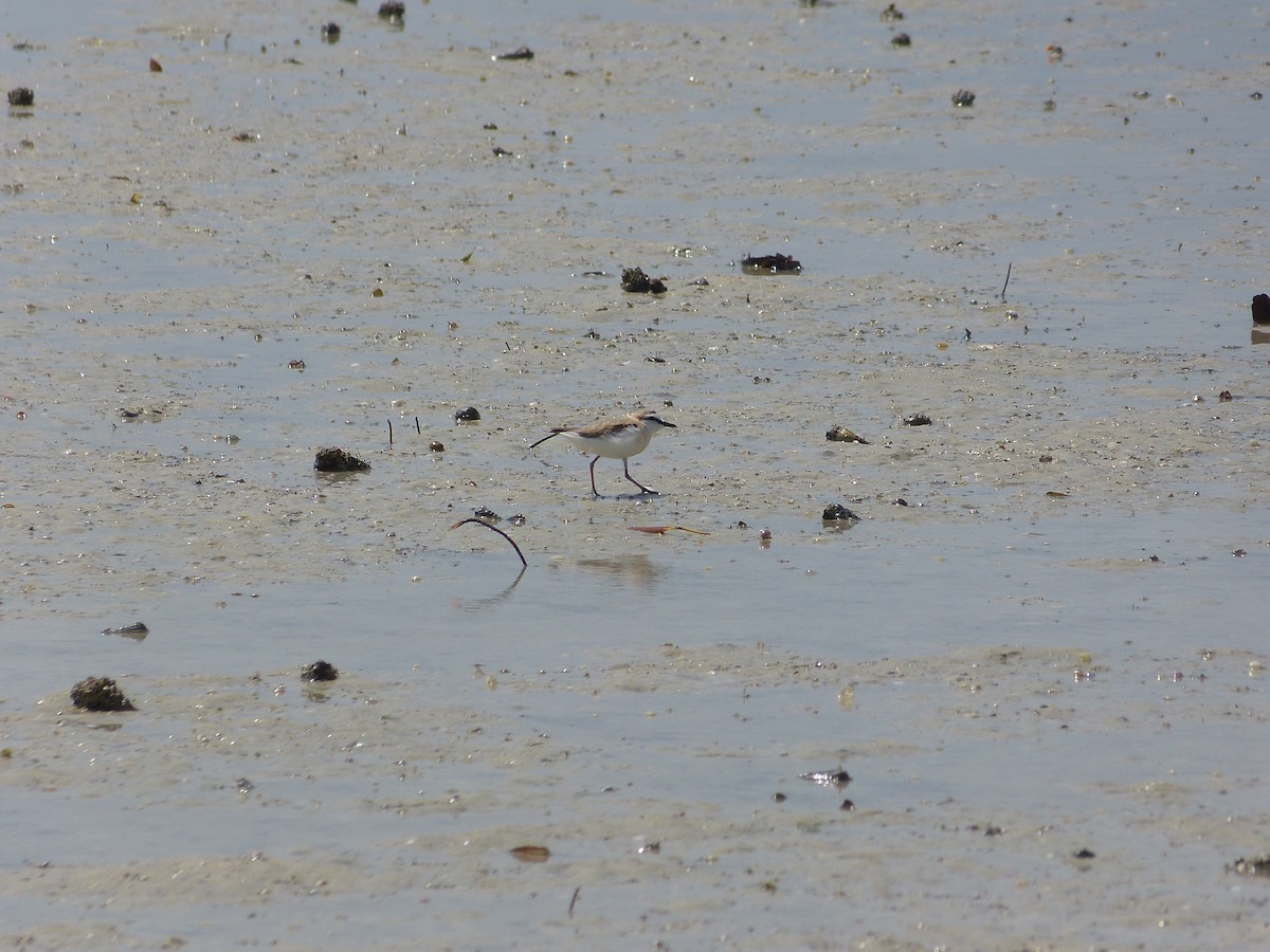 White-fronted Plover - William Rockey