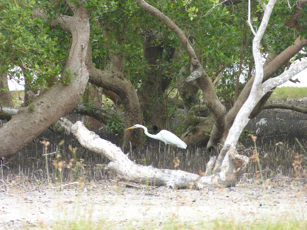 Great Egret - ML165996151