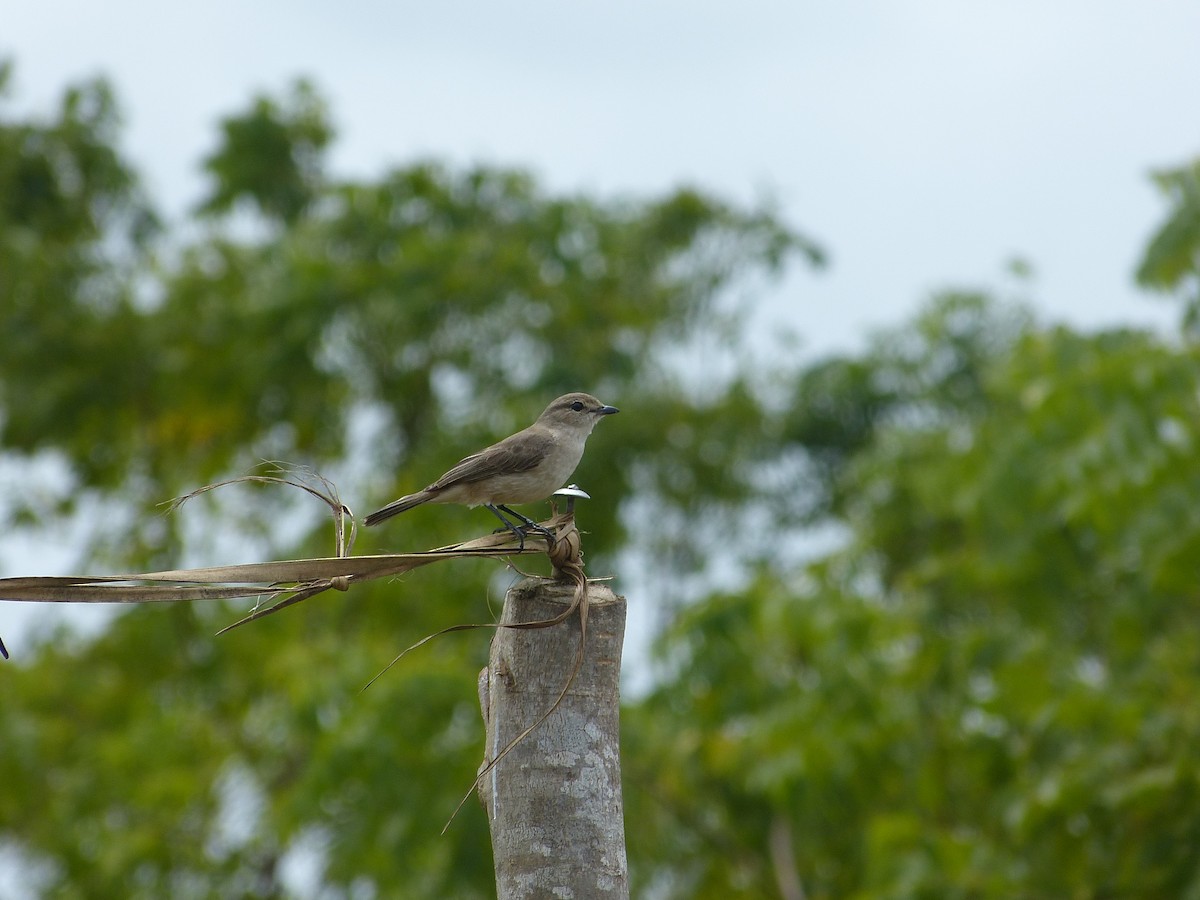 Pale Flycatcher - William Rockey