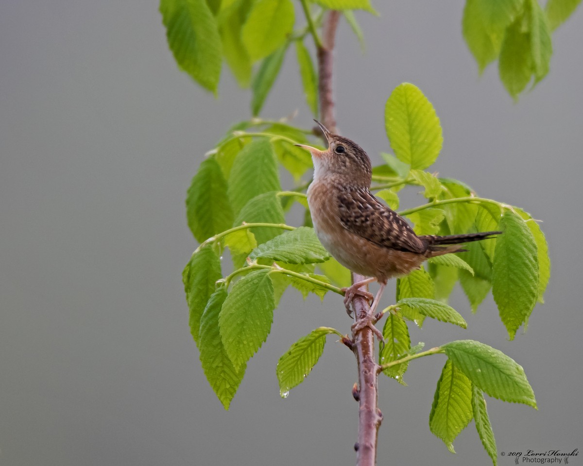 Sedge Wren - ML165996501