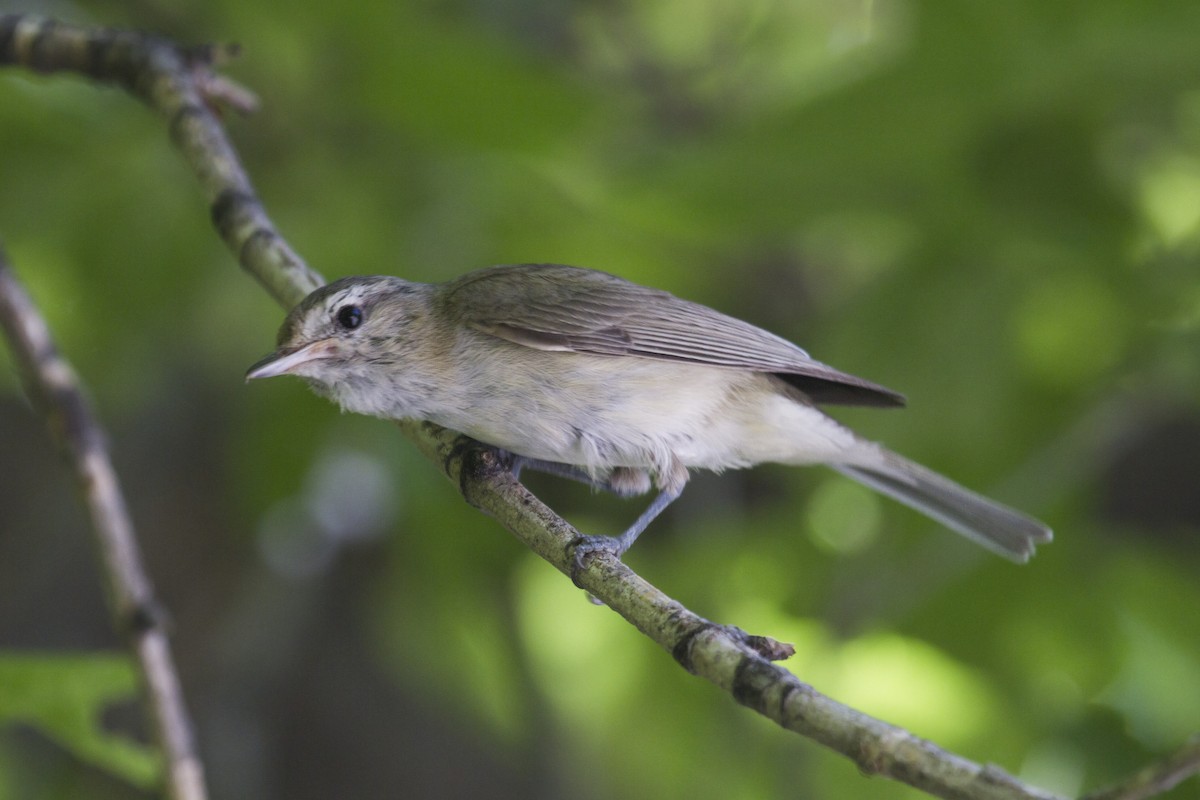 Western Warbling Vireo - Liam Wolff