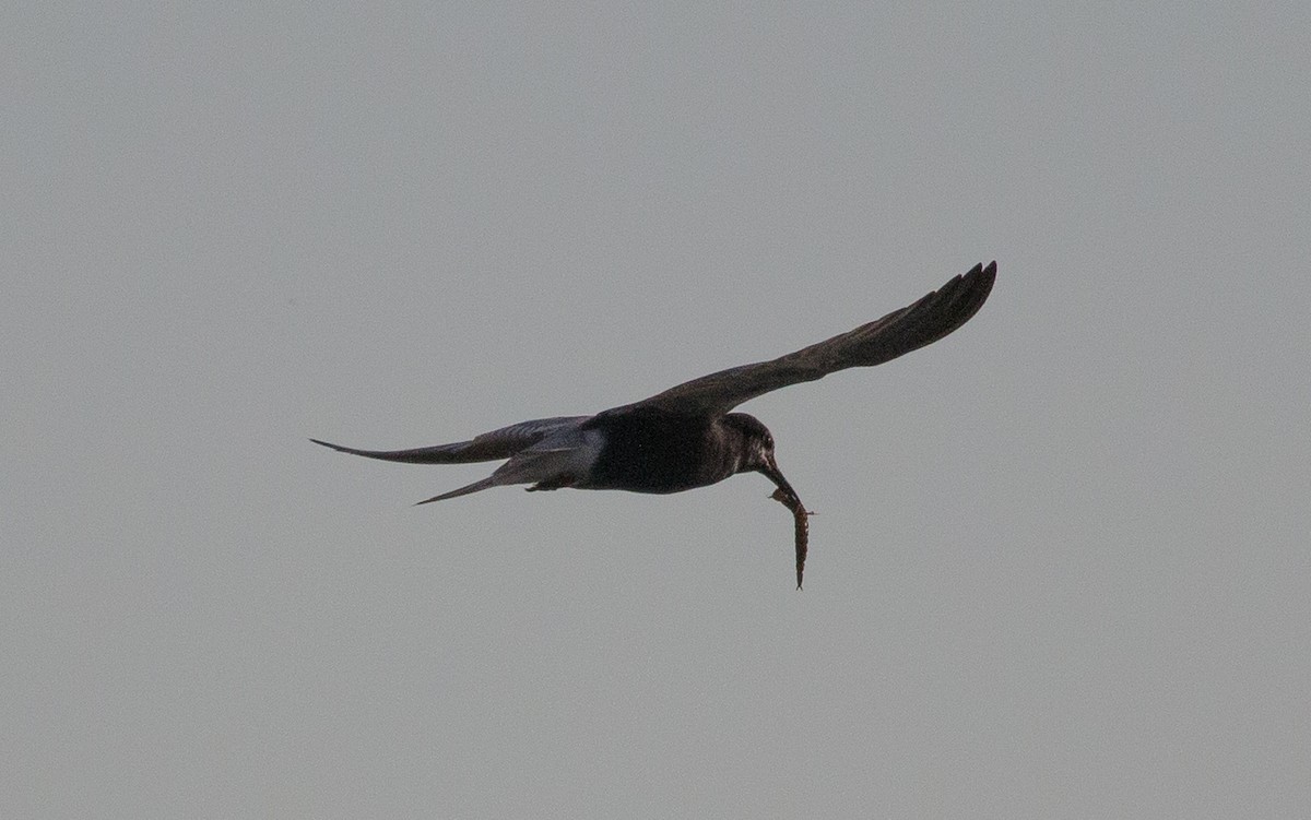 Black Tern - ML165997661