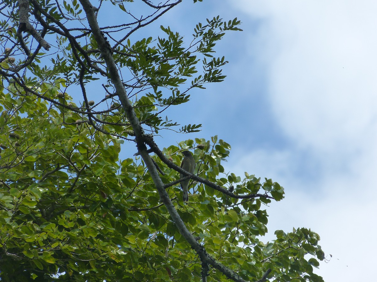 Scaly-throated Honeyguide - ML165997841