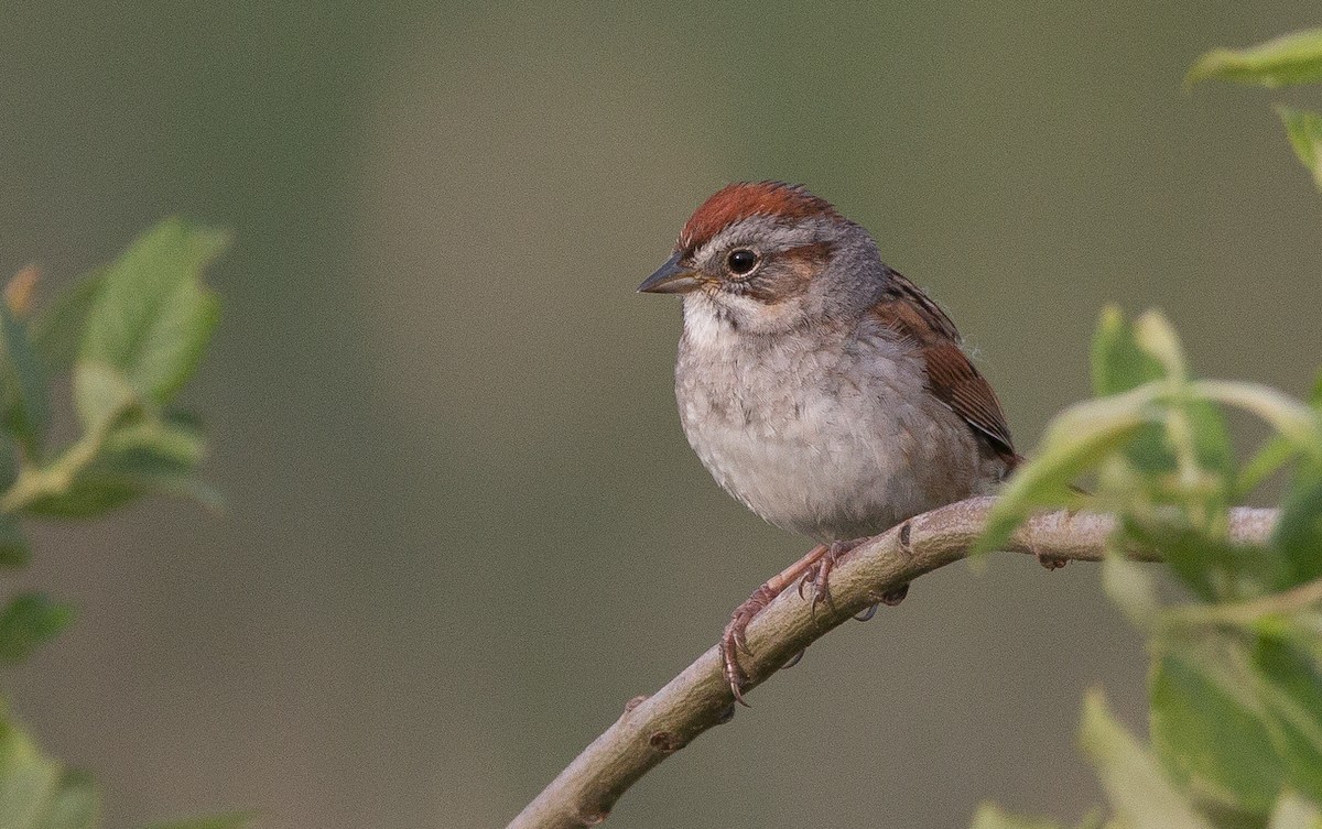 Swamp Sparrow - ML165997921