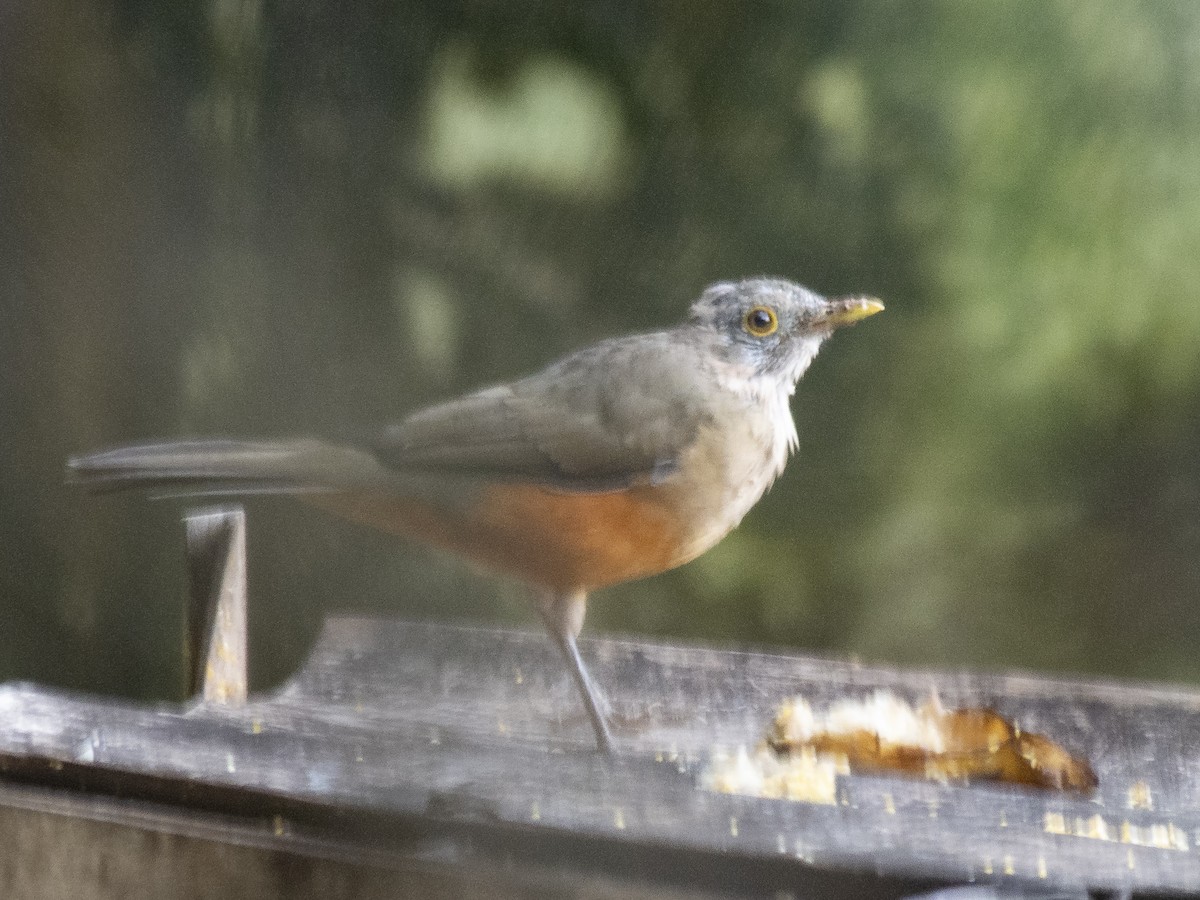 Rufous-bellied Thrush - ML165998021