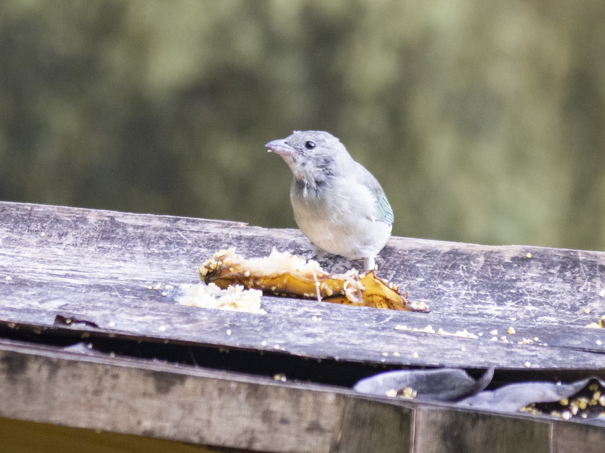 Sayaca Tanager - ML165998091