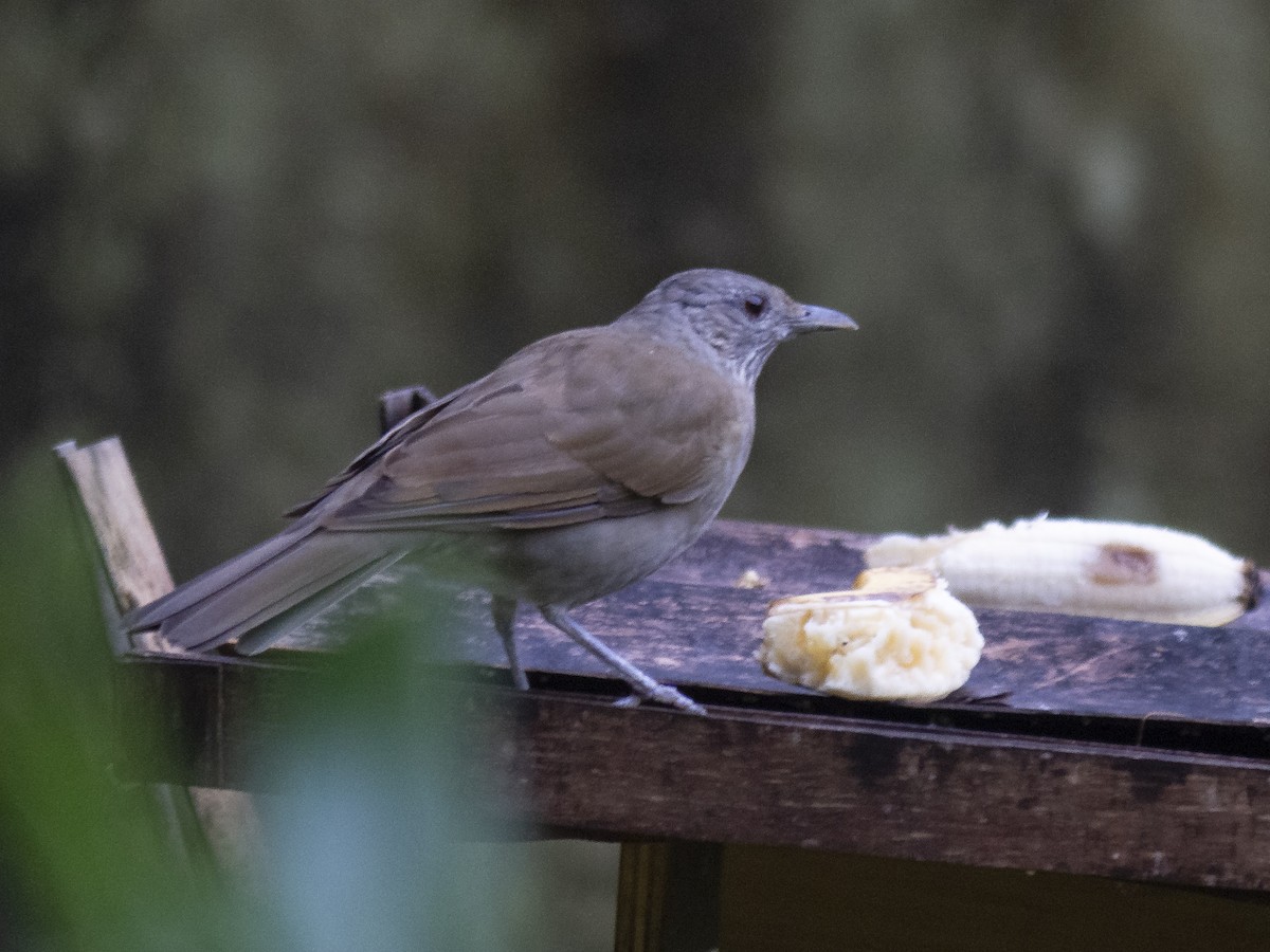 Pale-breasted Thrush - ML165998771