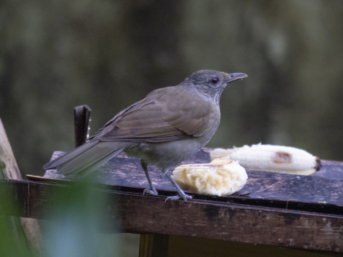 Pale-breasted Thrush - ML165998781