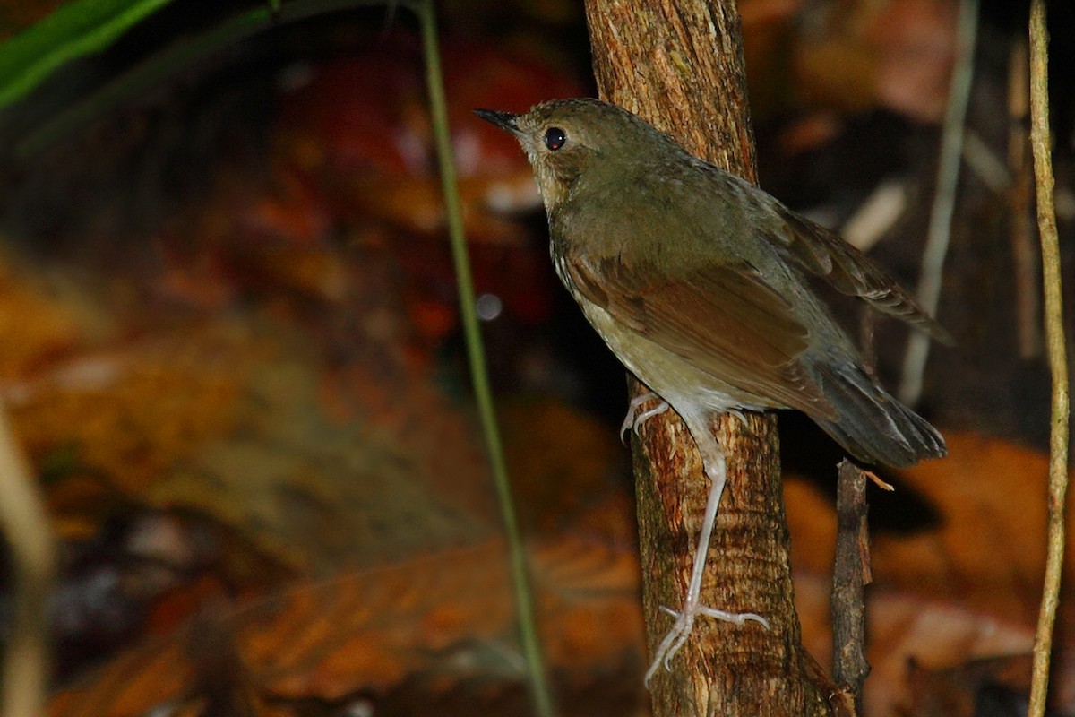 Siberian Blue Robin - ML165998901