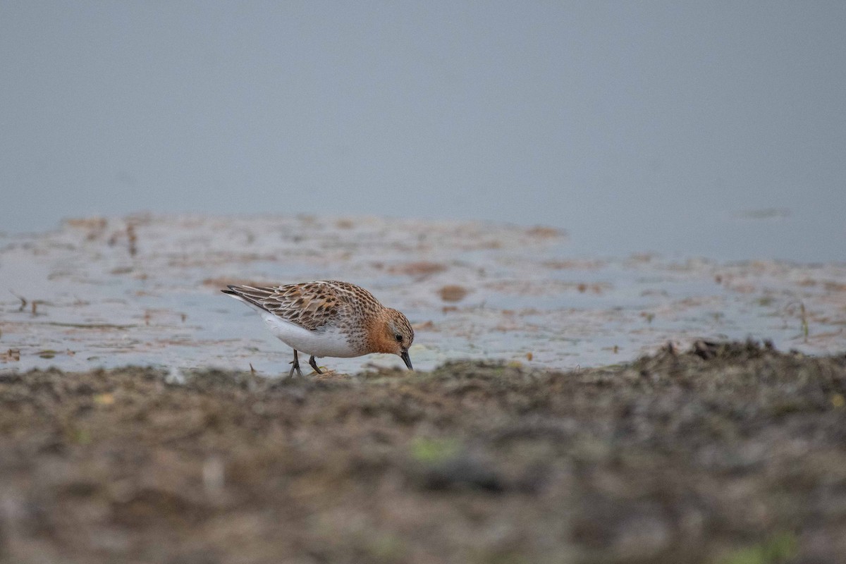 Red-necked Stint - ML165999161