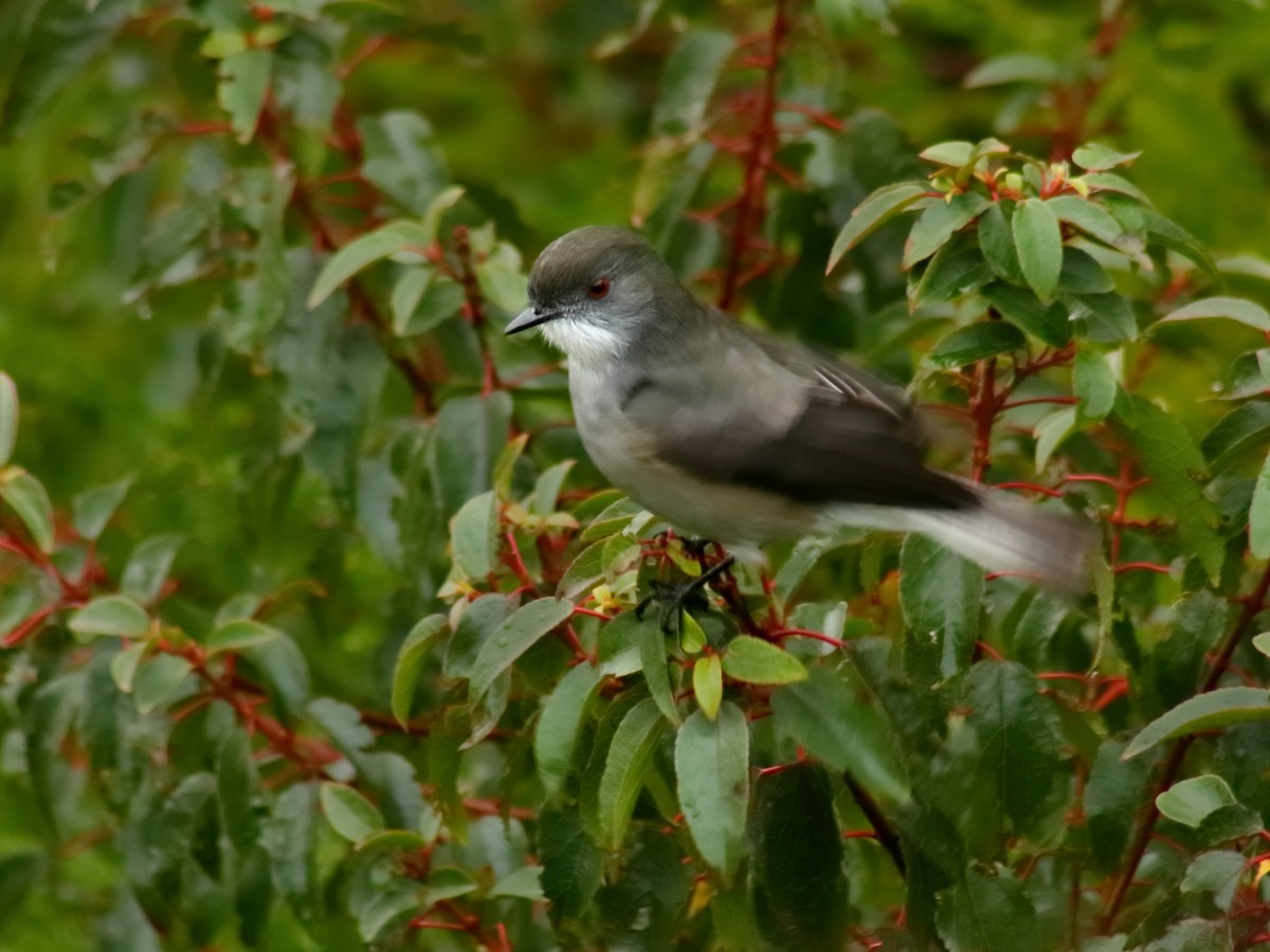 Fire-eyed Diucon - ML165999291