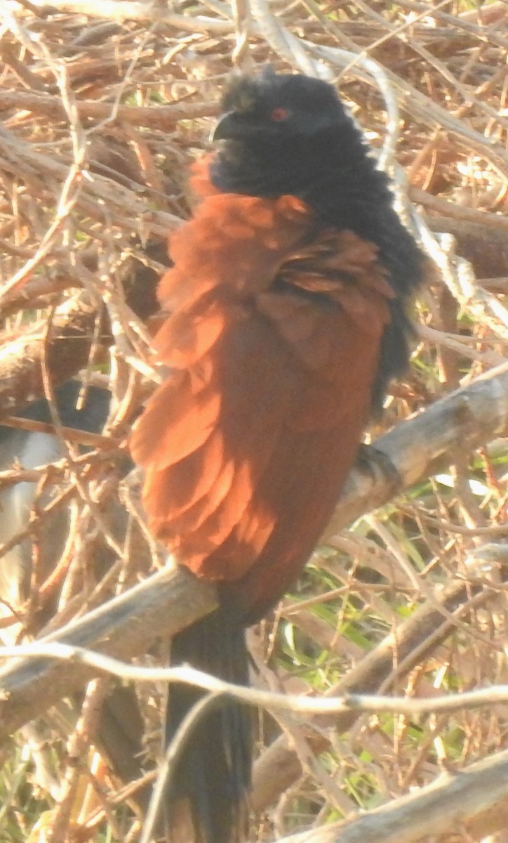 Greater Coucal - ML165999321