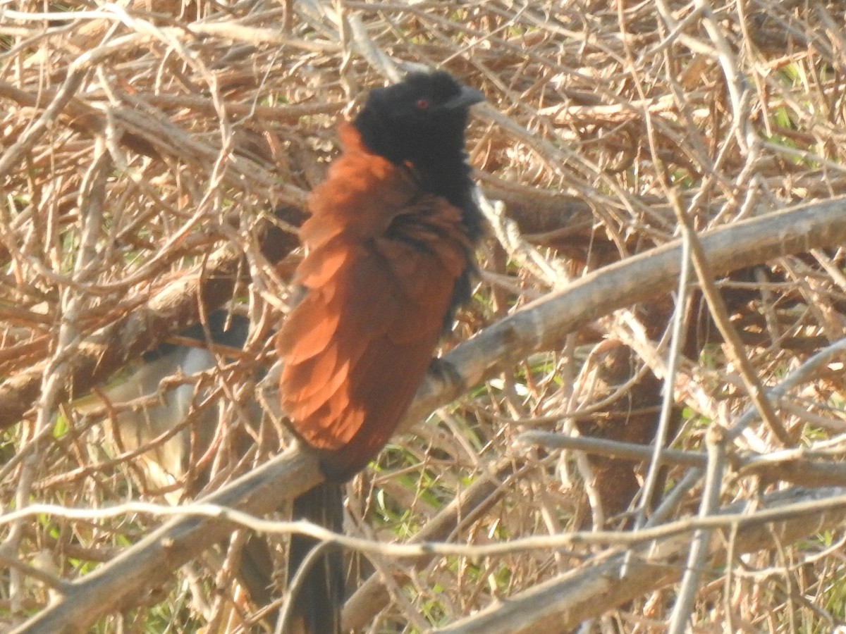 Greater Coucal - ML165999351