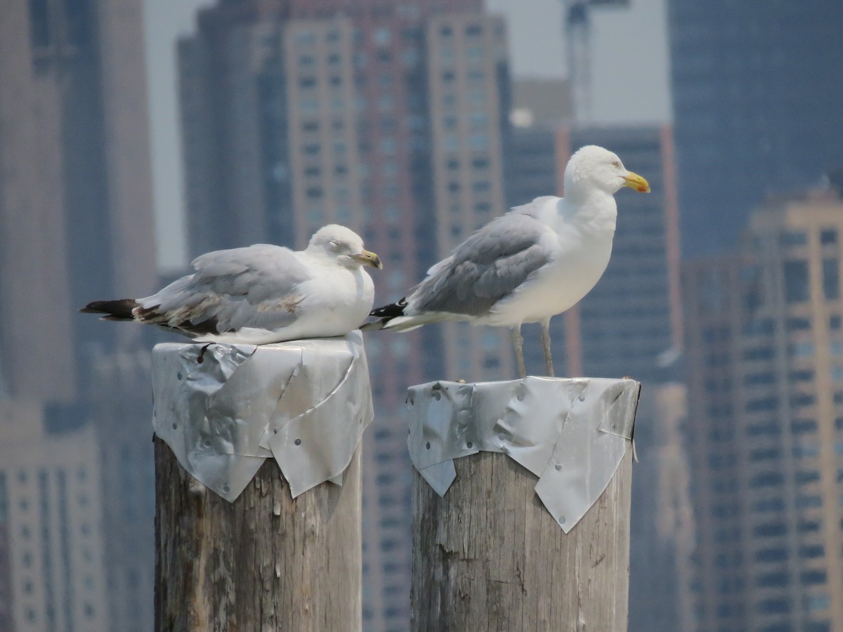 Herring Gull (American) - ML165999941