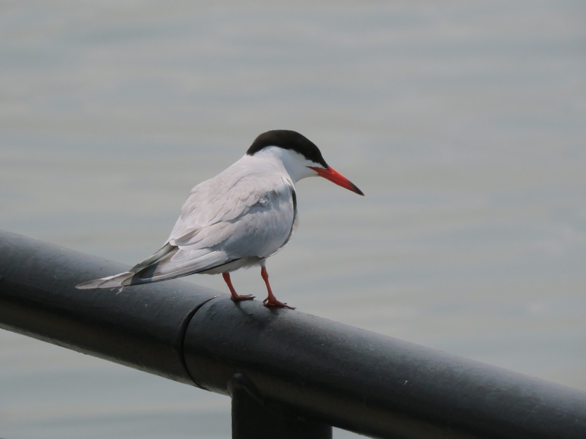 Common Tern - ML166000191