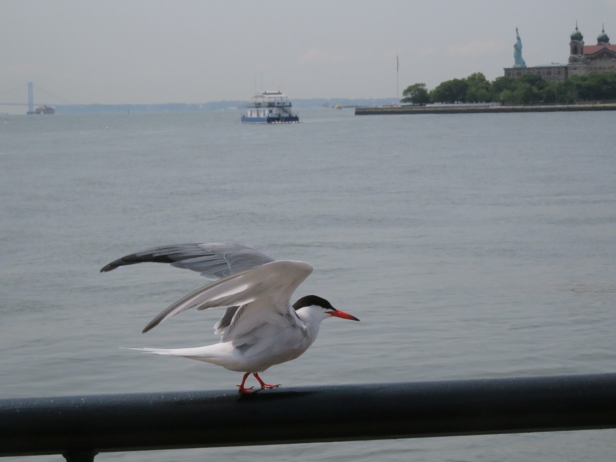 Common Tern - ML166000201