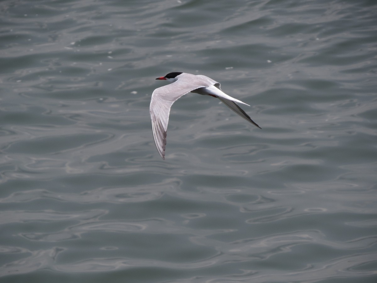 Common Tern - ML166000211