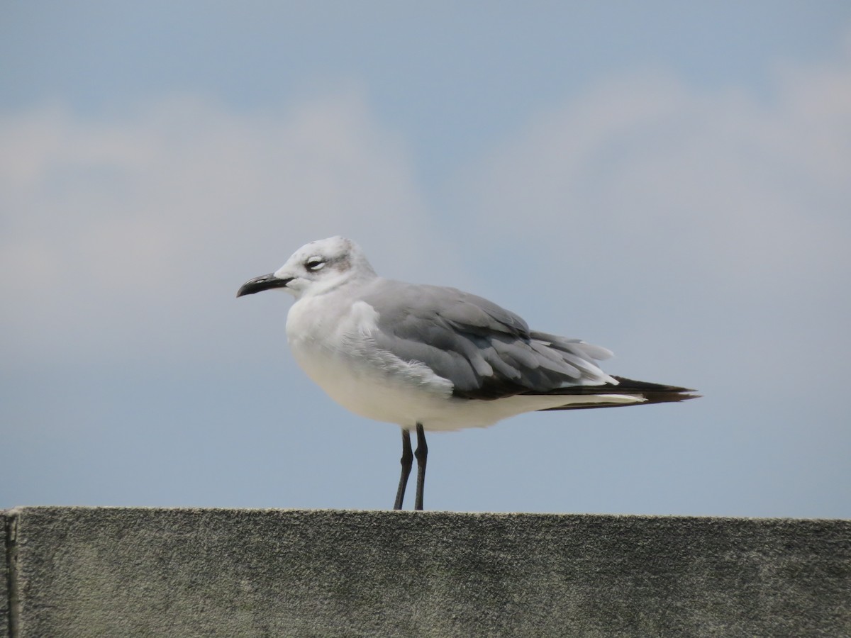 Mouette atricille - ML166000251