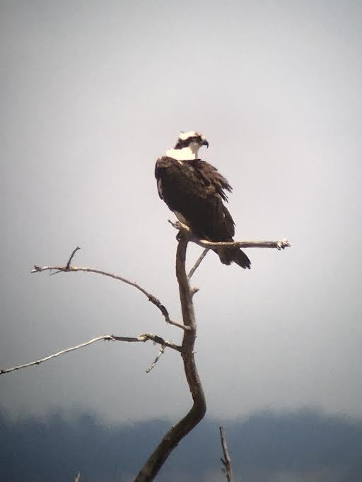 Osprey - Shep Thorp