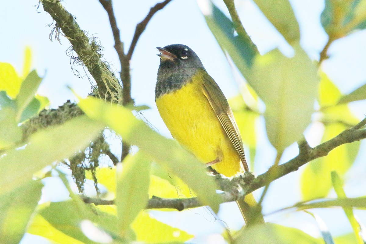 MacGillivray's Warbler - ML166001521