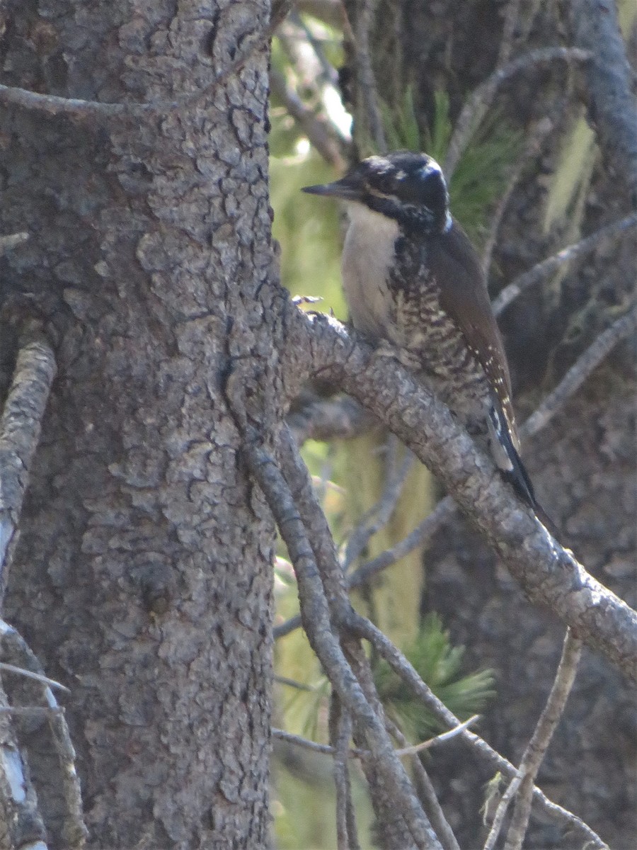 American Three-toed Woodpecker - ML166002761