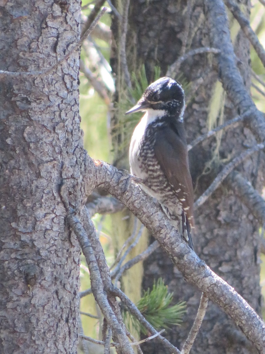 American Three-toed Woodpecker - ML166002771