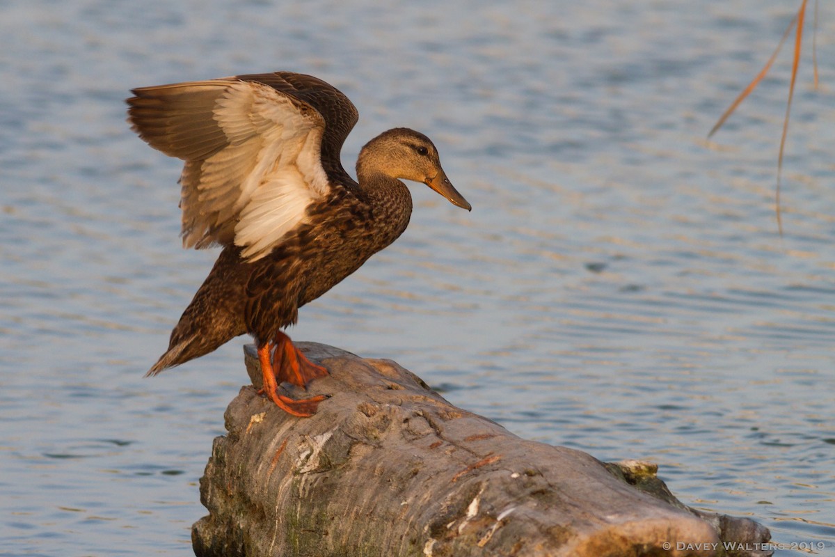 Mottled Duck - ML166002981