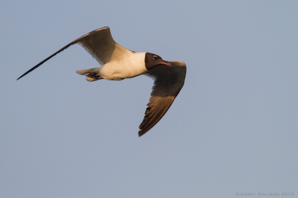 Laughing Gull - ML166003311