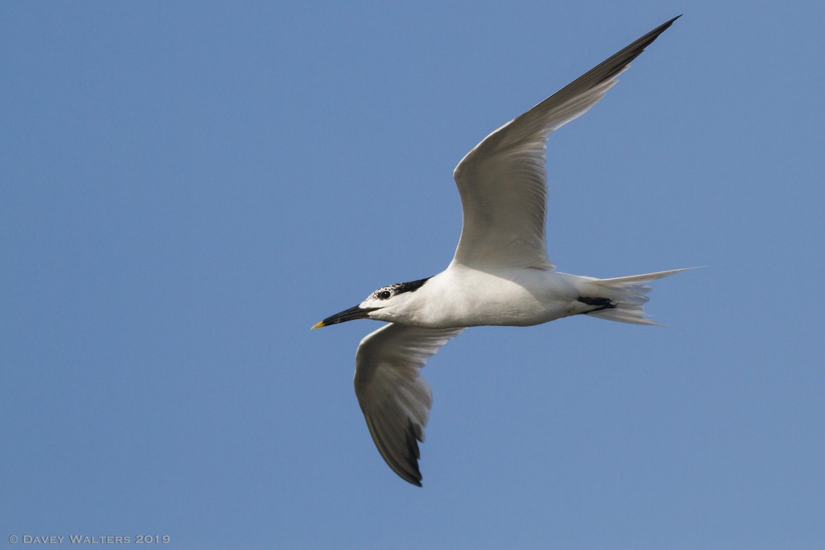 Sandwich Tern (Cabot's) - ML166003341