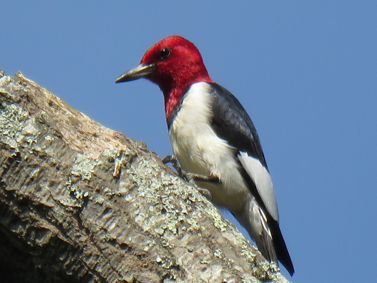 Red-headed Woodpecker - ML166004251