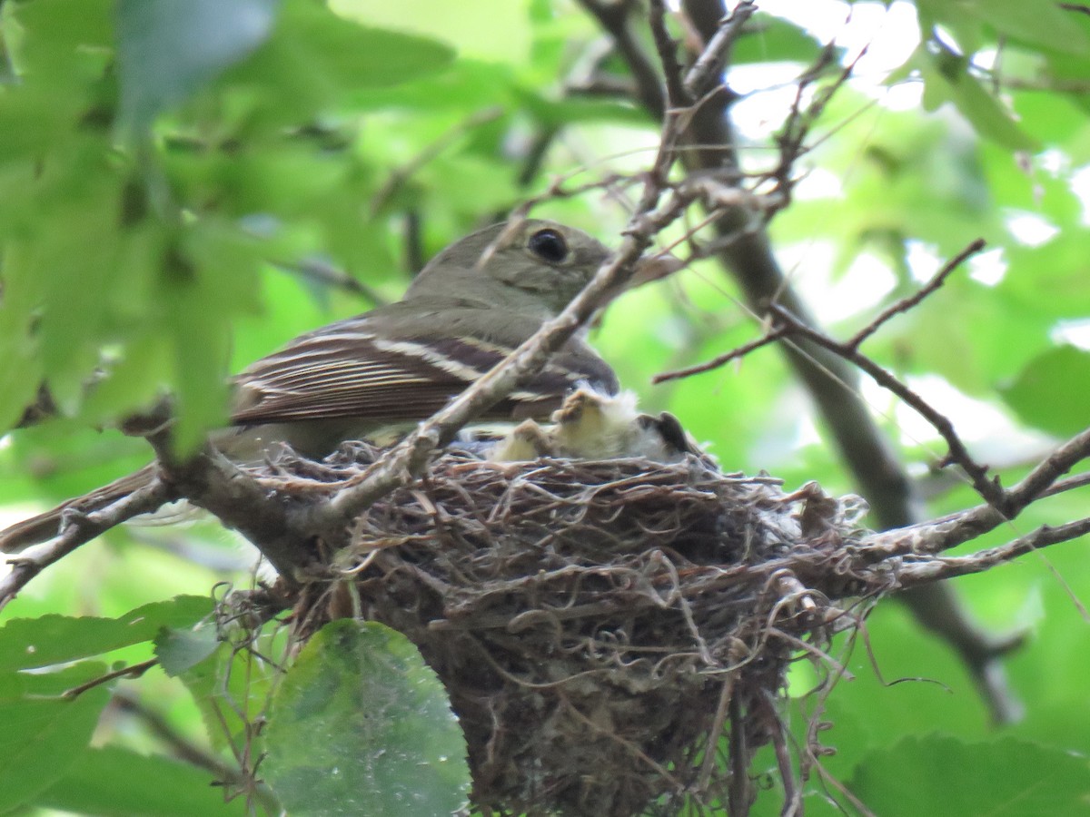 Acadian Flycatcher - Marc Ribaudo