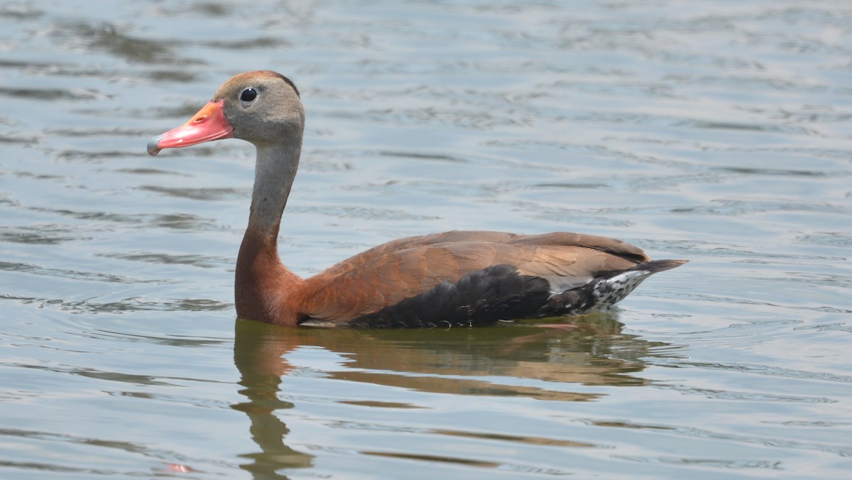 Black-bellied Whistling-Duck - ML166005251