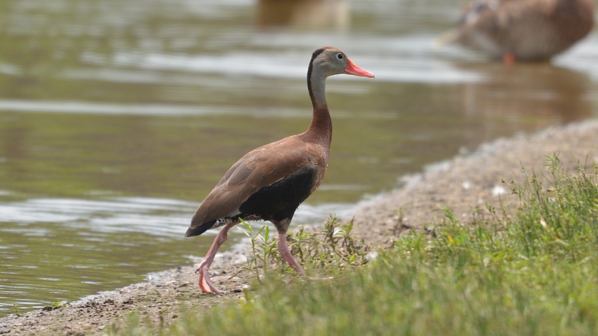 Black-bellied Whistling-Duck - ML166005281