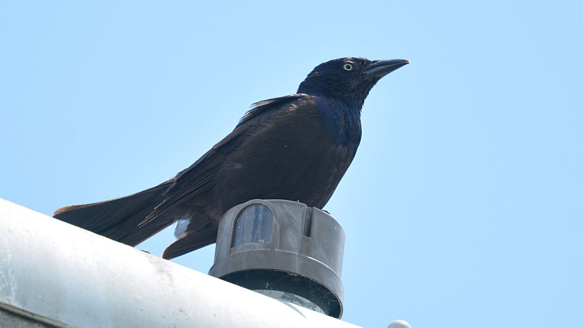 Common Grackle - ML166005681