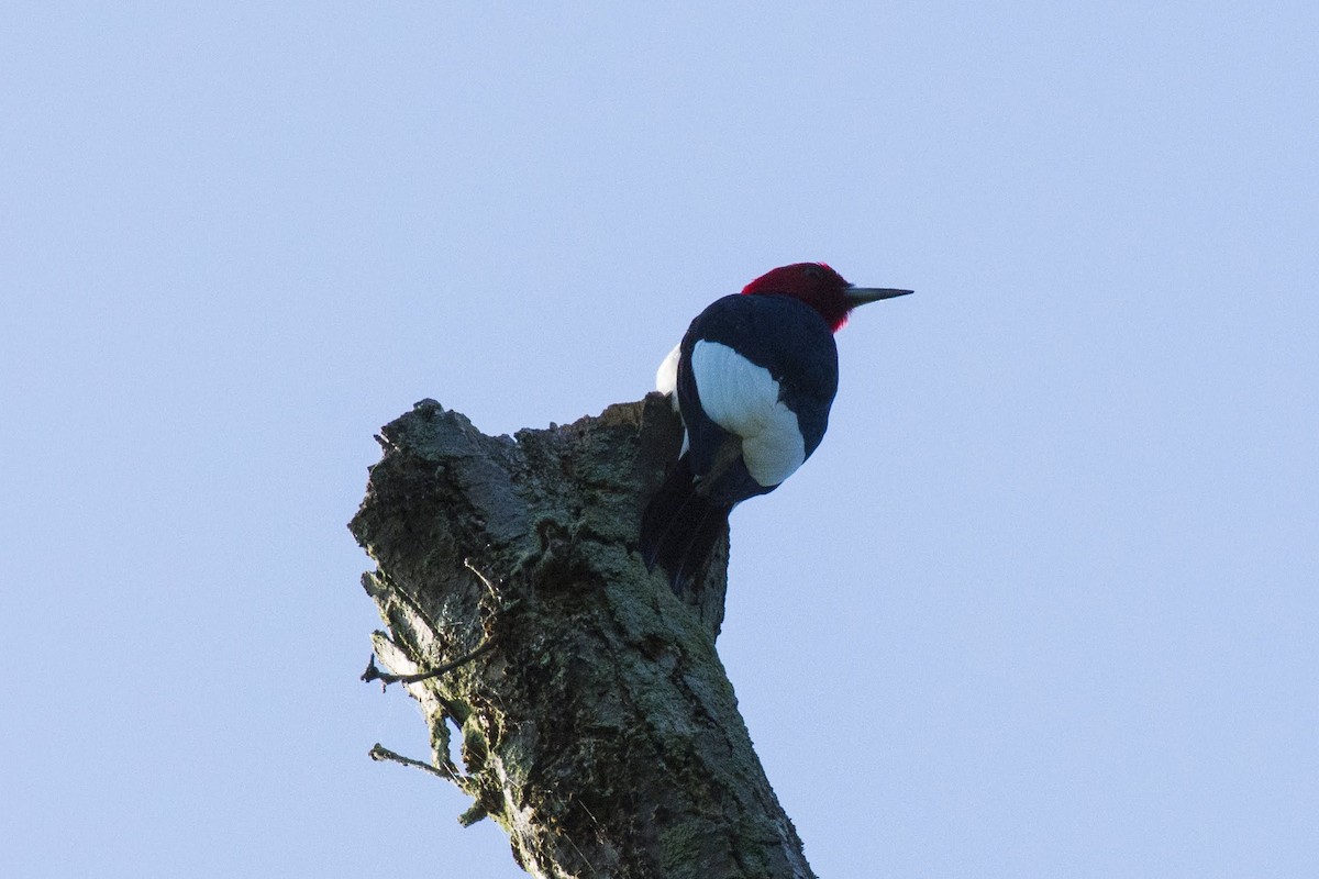 Red-headed Woodpecker - ML166008181