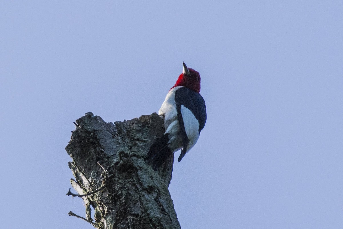 Red-headed Woodpecker - ML166008201