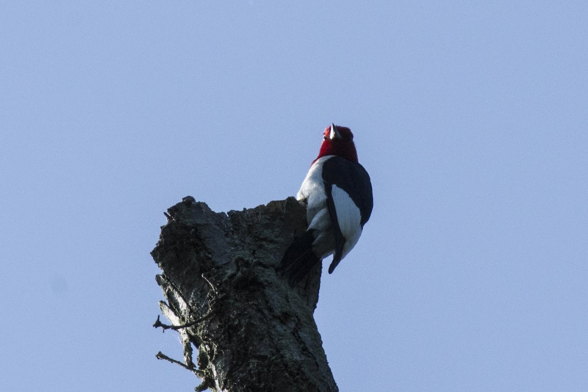 Red-headed Woodpecker - ML166008221