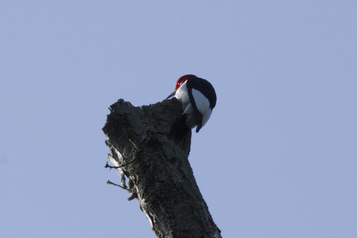 Red-headed Woodpecker - ML166008231