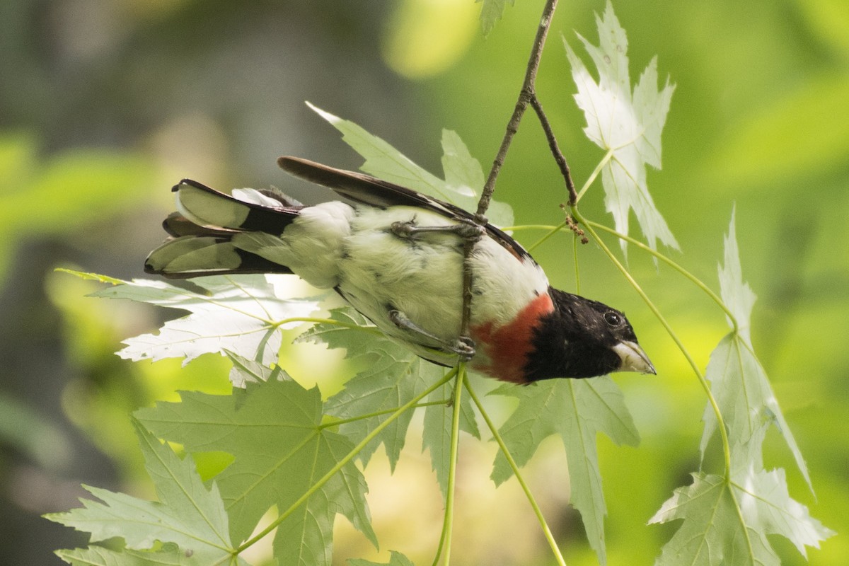 Rose-breasted Grosbeak - ML166008331