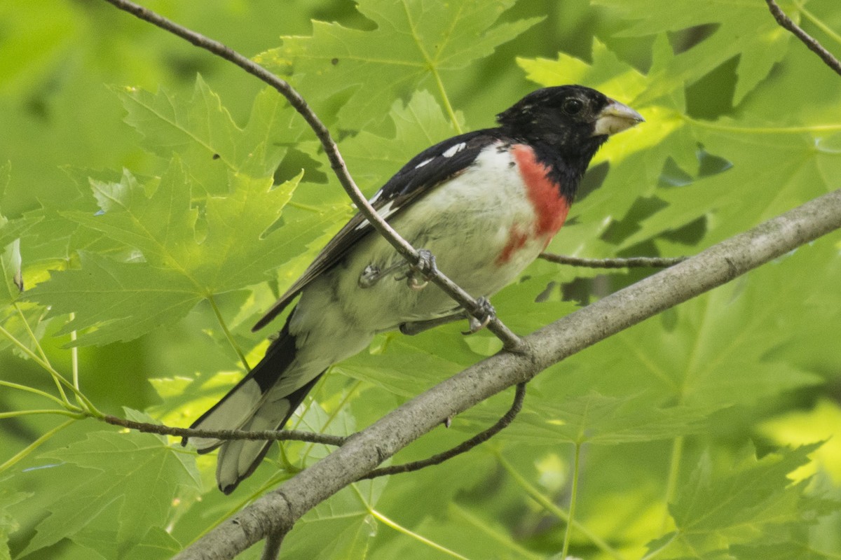 Rose-breasted Grosbeak - ML166008351